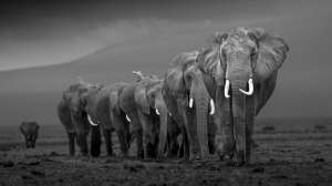 What Wildlife Photography Taught Me About Patience and Presence What Wildlife Photography Taught Me About Patience and Presence
